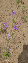 blue toadflax