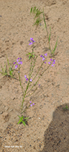 blue toadflax