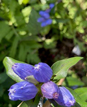bottle gentian