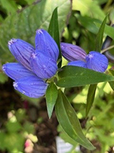 bottle gentian