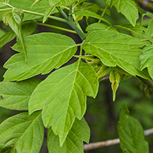 boxelder (Acer negundo ssp. negundo) - Featured photo