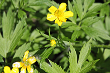 bristly buttercup