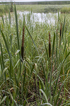 broad-leaved cattail