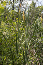 broad-leaved cattail