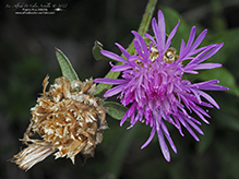 brown knapweed
