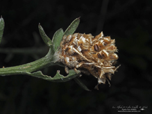 brown knapweed