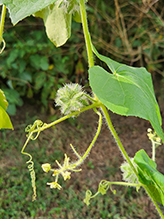bur cucumber