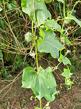 bur cucumber