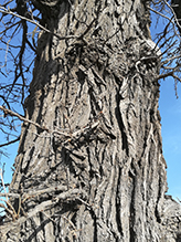 bur oak (var. macrocarpa)