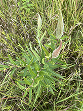 butterfly weed