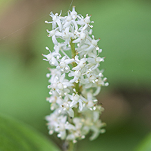 Canada mayflower - Featured photo