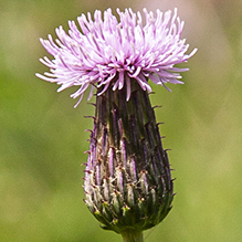Canada thistle