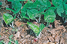 Canadian wild ginger