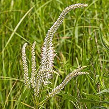 Culver’s root