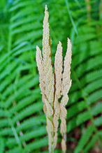 cinnamon fern