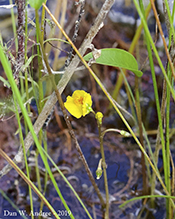 common bladderwort