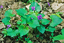 common blue violet