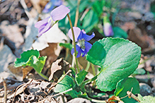 common blue violet