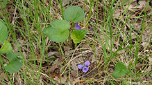 common blue violet