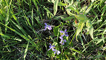 common blue violet