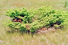 common juniper