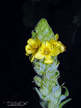 common mullein