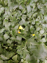 common nipplewort
