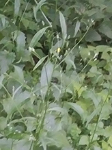 common nipplewort