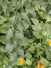 common nipplewort