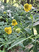 common sneezeweed