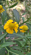 common sneezeweed