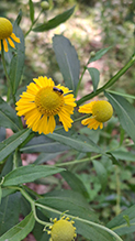 common sneezeweed