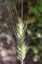 common wheat