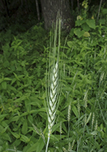 common wheat