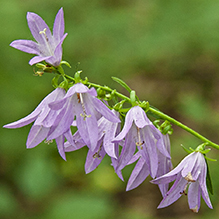 creeping bellflower