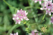 crown vetch crown vetch