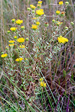 curly-cup gumweed