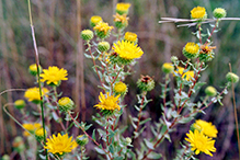 curly-cup gumweed