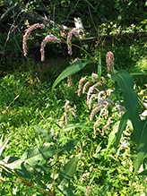 curlytop knotweed