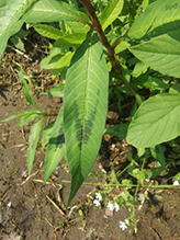 curlytop knotweed