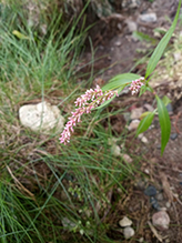 curlytop knotweed