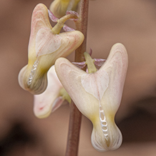 Dutchman’s breeches