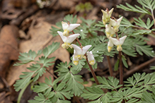 Dutchman’s breeches