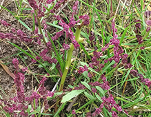 dicot (Class Magnoliopsida)