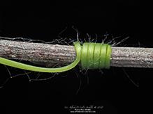 dicot (Class Magnoliopsida)