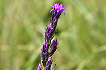 dotted blazing star