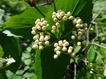 downy arrowwood