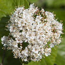 downy arrowwood
