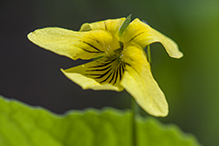 downy yellow violet (var. pubescens)