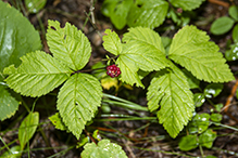 dwarf raspberry